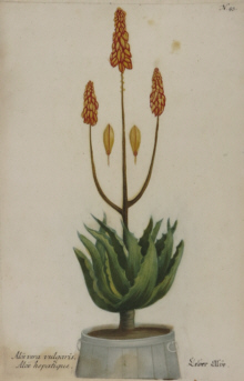 Botanical prints, Johann Wilhelm Weinmann