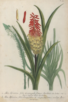 Botanical prints, Johann Wilhelm Weinmann