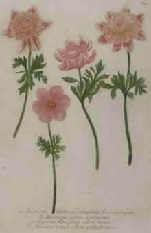 Botanical prints, Johann Wilhelm Weinmann