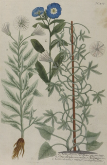 Botanical prints, Johann Wilhelm Weinmann