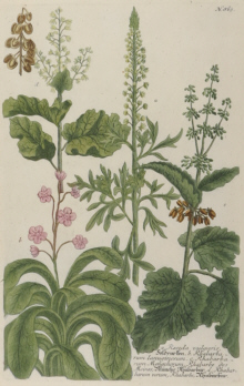 Botanical prints, Johann Wilhelm Weinmann