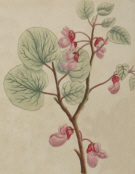 Botanical prints, Johann Wilhelm Weinmann