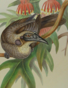 John Gould's Birds of Australia Westcombe