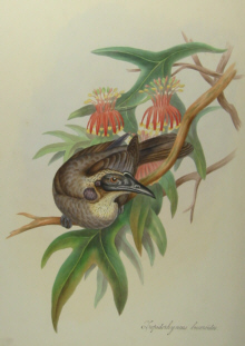 John Gould's Birds of Australia Westcombe