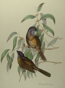 John Gould's Birds of Australia Westcombe