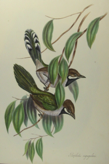 John Gould's Birds of Australia Westcombe