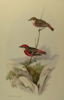 John Gould's Birds of Australia Westcombe