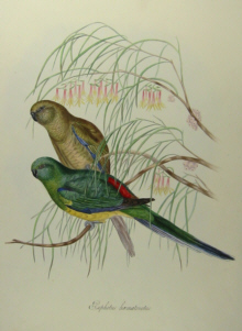 John Gould's Birds of Australia Westcombe