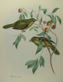 John Gould's Birds of Australia Westcombe