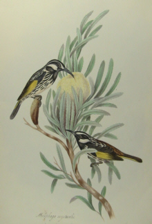 John Gould's Birds of Australia Westcombe