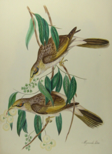 John Gould's Birds of Australia Westcombe