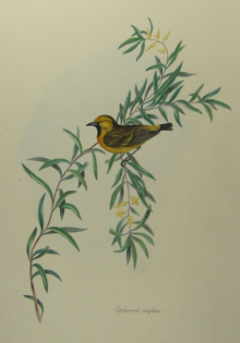 John Gould's Birds of Australia Westcombe