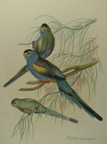 John Gould's Birds of Australia Westcombe