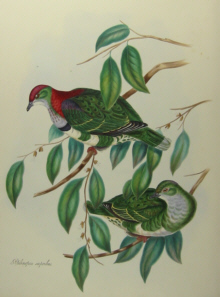 John Gould's Birds of Australia Westcombe