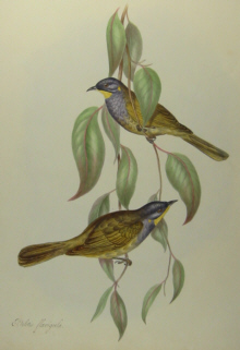 John Gould's Birds of Australia Westcombe