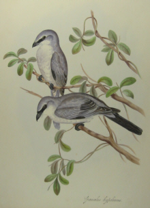 John Gould's Birds of Australia Westcombe