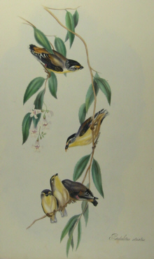 John Gould's Birds of Australia Westcombe