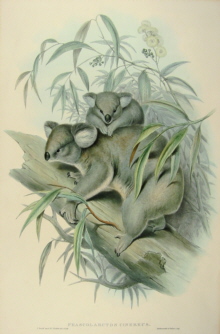 John Gould, Mammals of Australia Specials