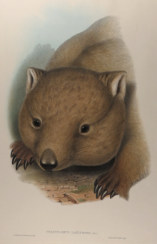 John Gould, Mammals of Australia Specials