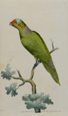 Shaw and Nodder, Birds